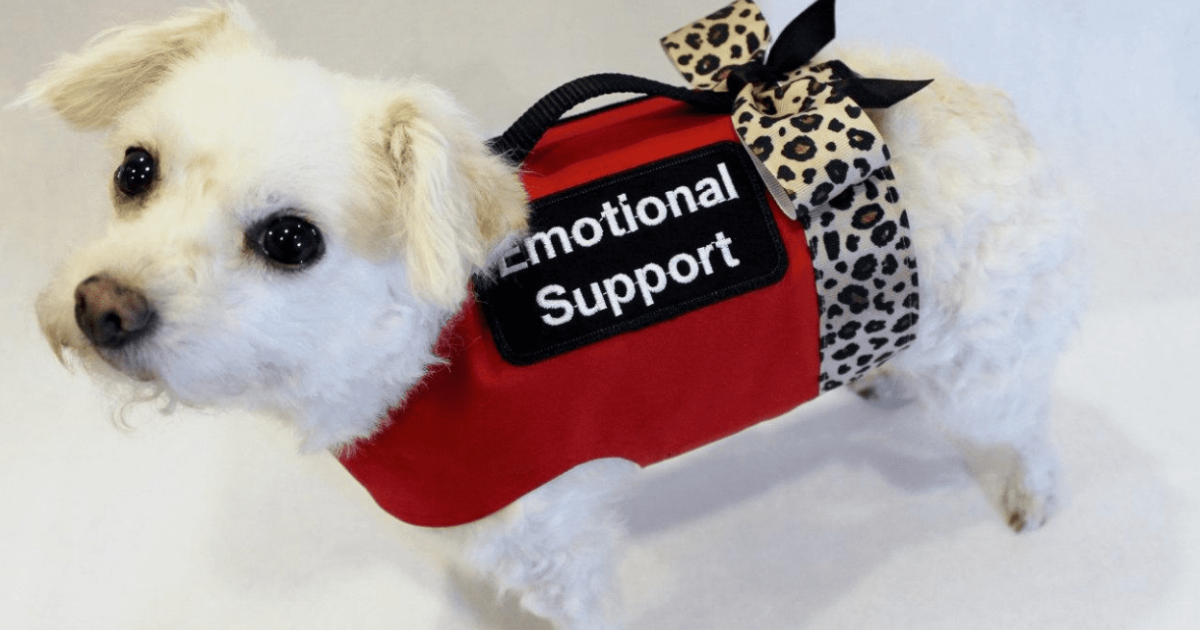 Applying for an emotional support dog fashion