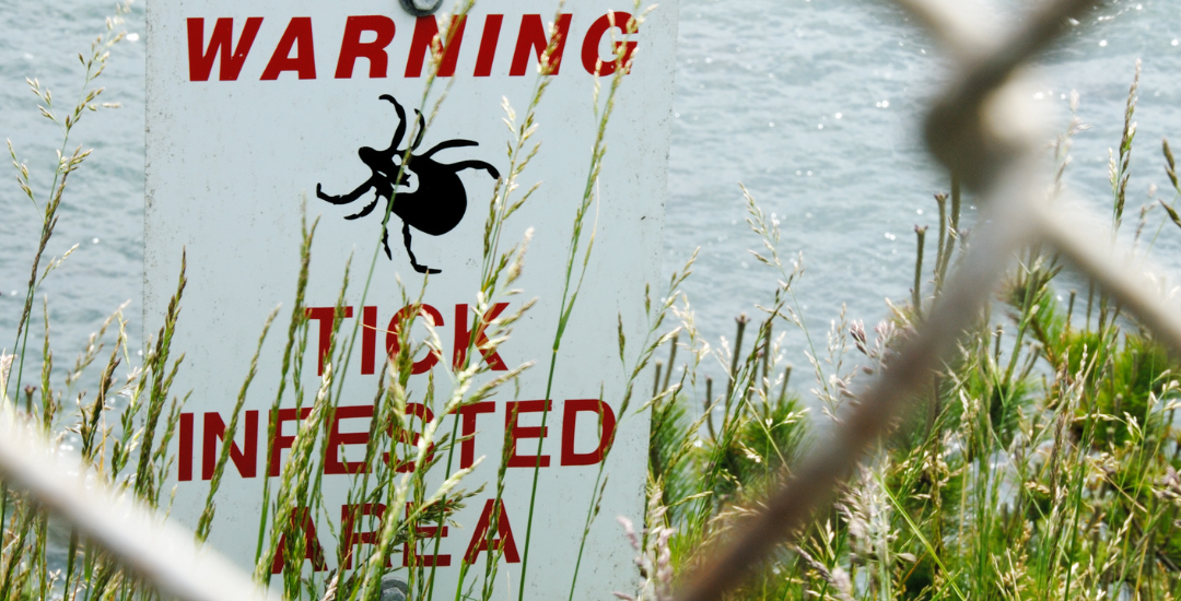 Lyme disease: signs, symptoms and how to ‘stay safe’ 